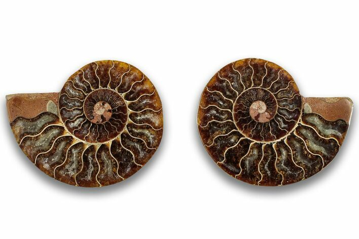 Cut & Polished, Agatized Ammonite Fossil - Madagascar #323382